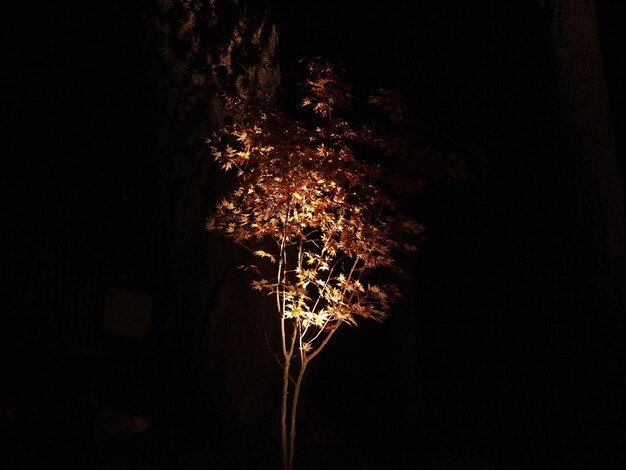 Photo vue à bas angle de l'arbre éclairé la nuit