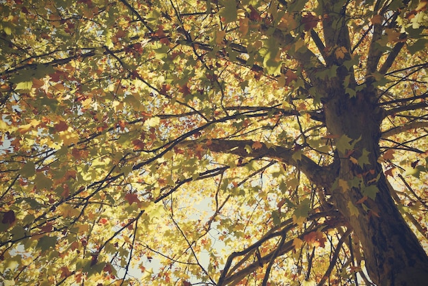 Photo vue à bas angle de l'arbre avec des feuilles d'automne