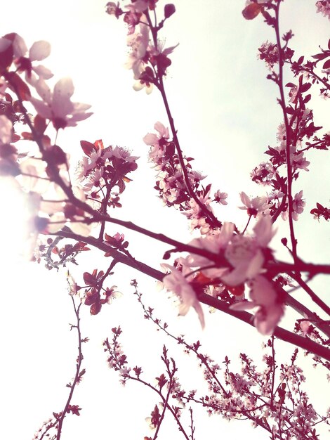 Photo vue à bas angle de l'arbre en fleur