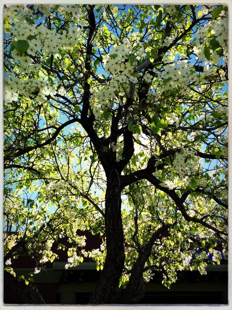 Vue en bas angle d'un arbre en fleur