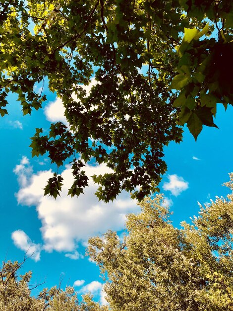 Vue à bas angle d'un arbre en fleurs contre le ciel bleu