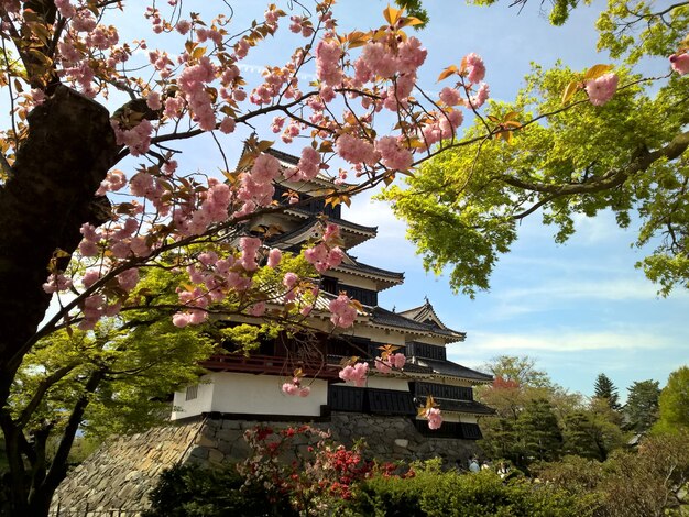 Photo vue à bas angle de l'arbre en fleurs contre le temple