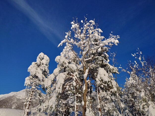 Vue à bas angle de l'arbre gelé contre le ciel