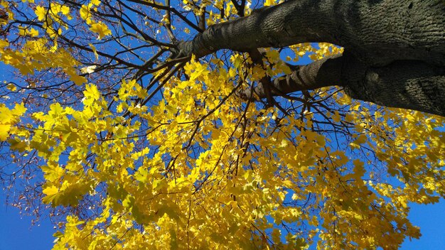 Vue en bas angle de l'arbre jaune contre le ciel