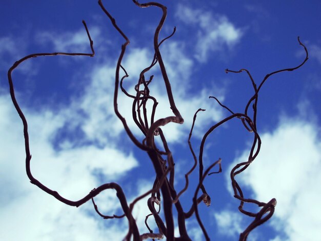 Photo vue à bas angle d'un arbre mort contre le ciel