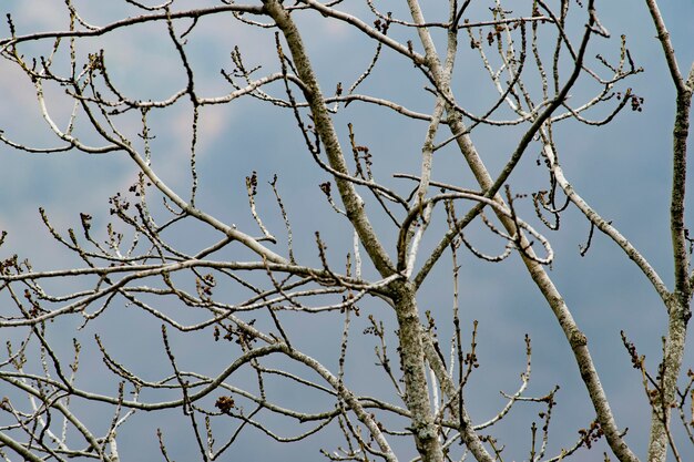 Photo vue à bas angle d'un arbre nu contre un ciel bleu clair