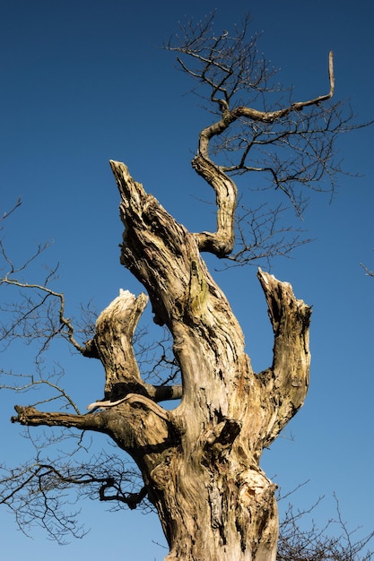 Vue à bas angle d'un arbre nu contre un ciel bleu clair