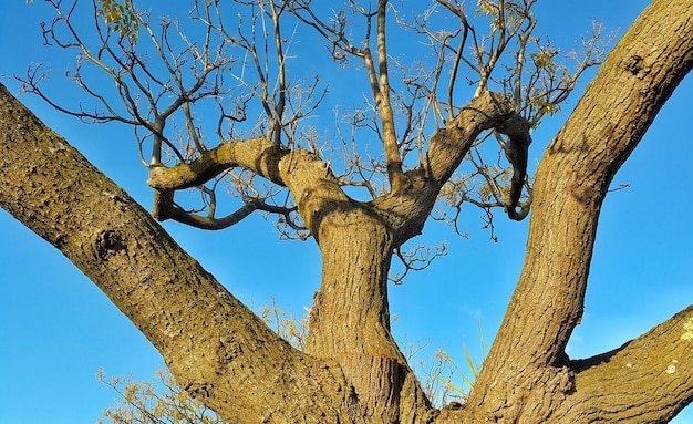Vue à bas angle d'un arbre nu contre un ciel bleu clair