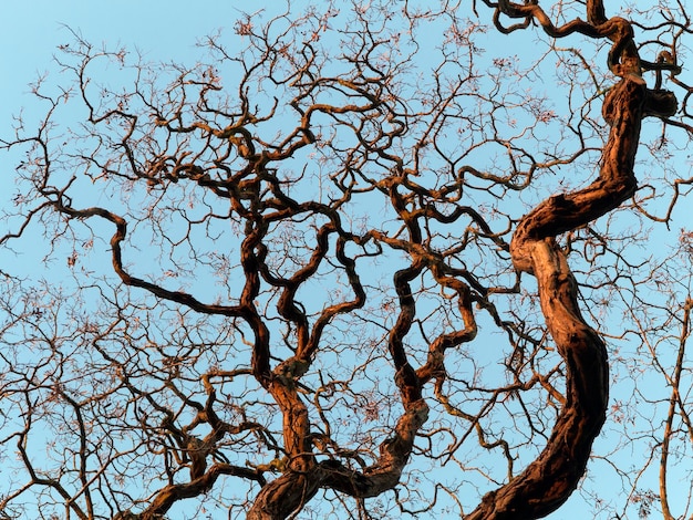 Vue à bas angle d'un arbre nu contre un ciel clair
