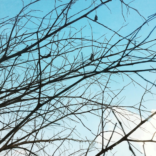 Photo vue à bas angle d'un arbre nu contre un ciel clair