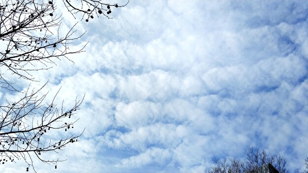 Photo vue à bas angle d'un arbre nu contre un ciel nuageux