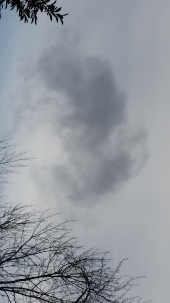 Vue à bas angle d'un arbre nu contre un ciel nuageux