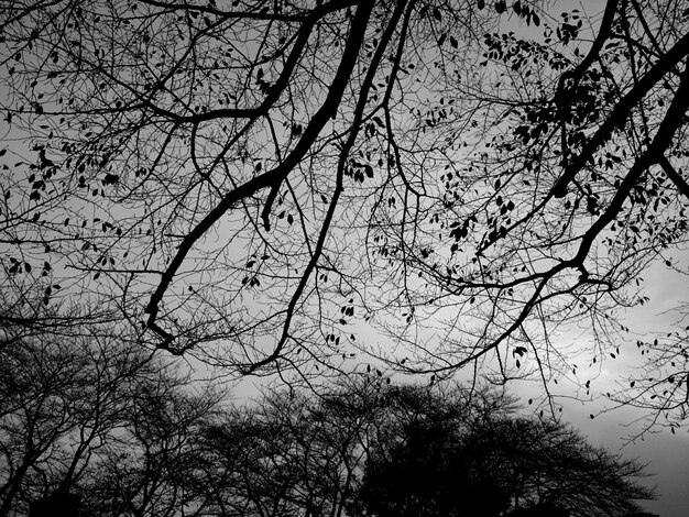 Vue à bas angle d'un arbre nu contre le ciel