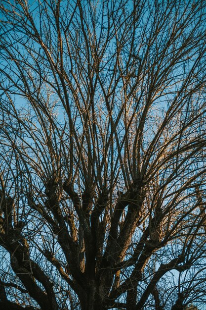Vue à bas angle d'un arbre nu contre le ciel