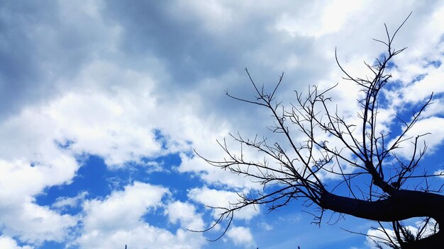 Vue à bas angle d'un arbre nu contre le ciel