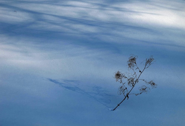 Photo vue à bas angle d'un arbre nu sur un terrain couvert de neige