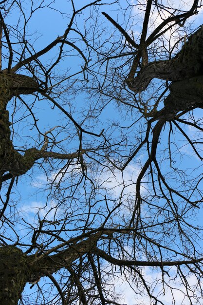 Photo vue à bas angle de l'arbre nu