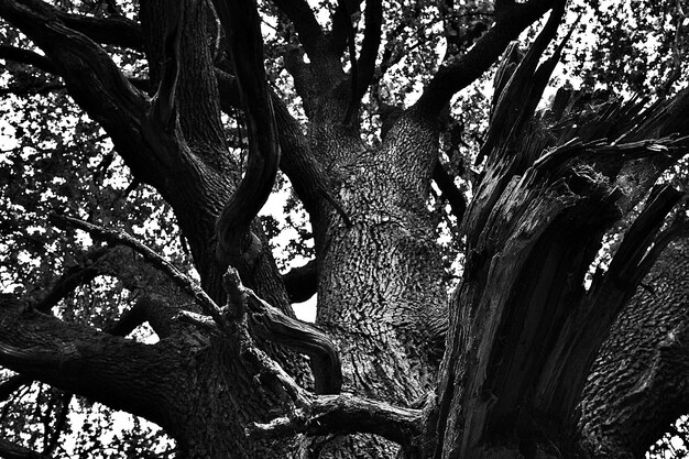 Photo vue à bas angle de l'arbre nu