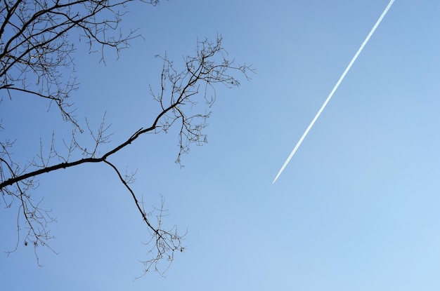 Vue à bas angle de l'arbre en silhouette contre un ciel clair