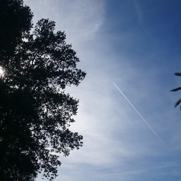 Vue à bas angle de l'arbre en silhouette contre le ciel