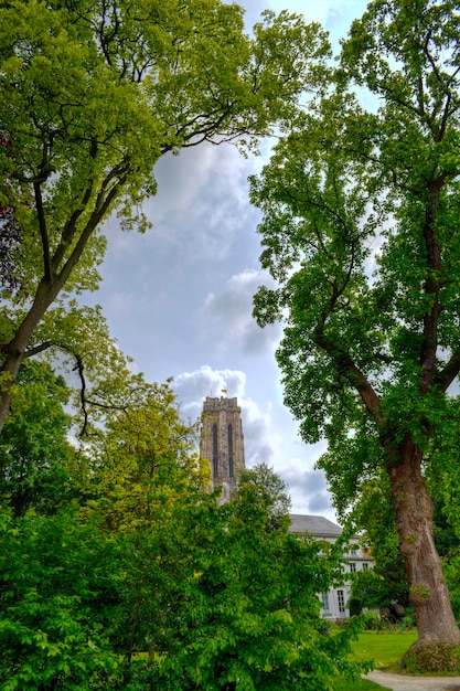 Photo vue à bas angle des arbres et des bâtiments contre le ciel