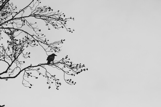 Photo vue à bas angle des arbres sur un ciel dégagé