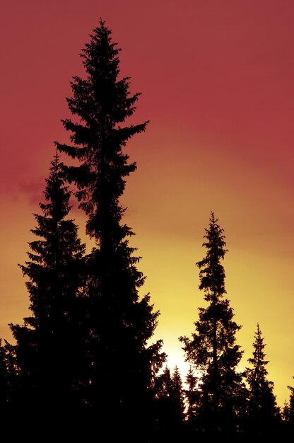 Photo vue à bas angle des arbres contre le ciel au coucher du soleil