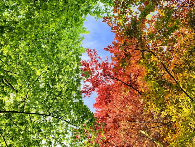 Photo vue à bas angle des arbres contre le ciel en automne