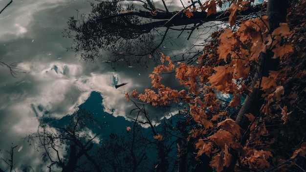 Photo vue à bas angle des arbres contre le ciel en automne