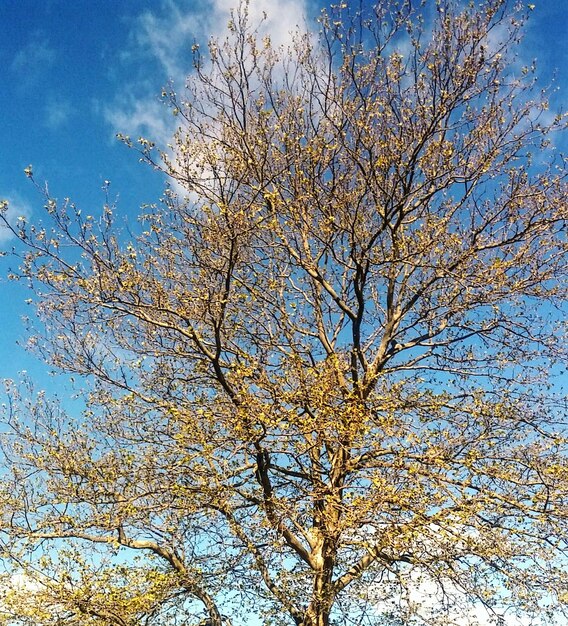 Vue à bas angle des arbres contre le ciel bleu