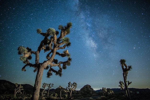 Vue à bas angle des arbres contre le ciel la nuit