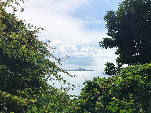 Vue à bas angle des arbres contre le ciel