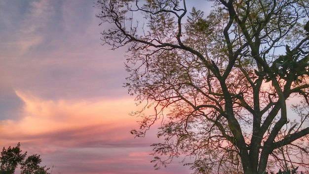 Vue à bas angle des arbres contre le ciel