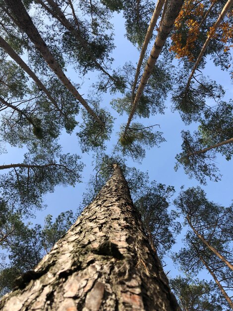 Photo vue à bas angle des arbres contre le ciel