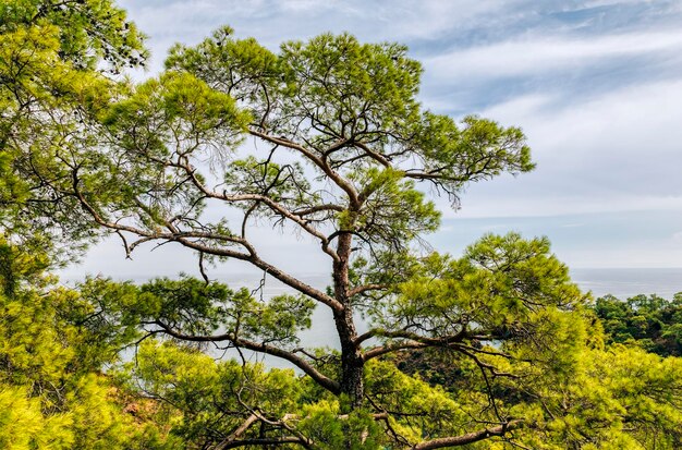 Vue à bas angle des arbres contre le ciel