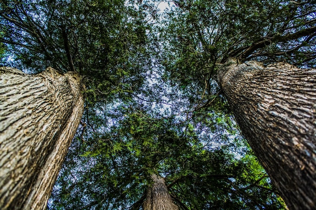 Photo vue à bas angle des arbres contre le ciel