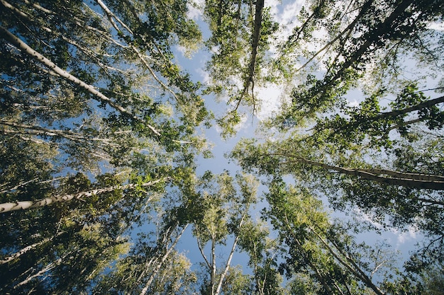 Vue à bas angle des arbres contre le ciel