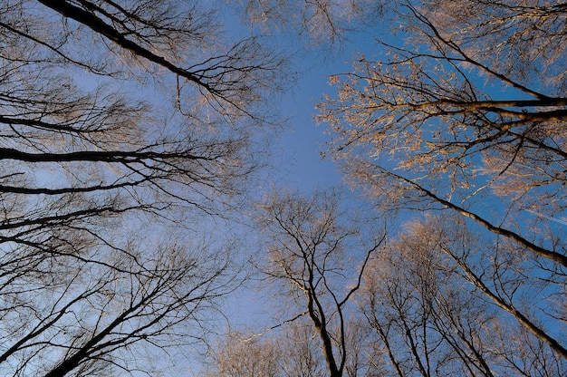 Vue à bas angle des arbres contre le ciel