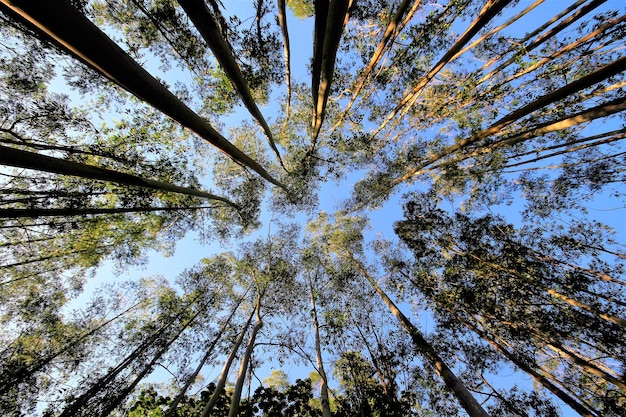 Vue à bas angle des arbres contre le ciel