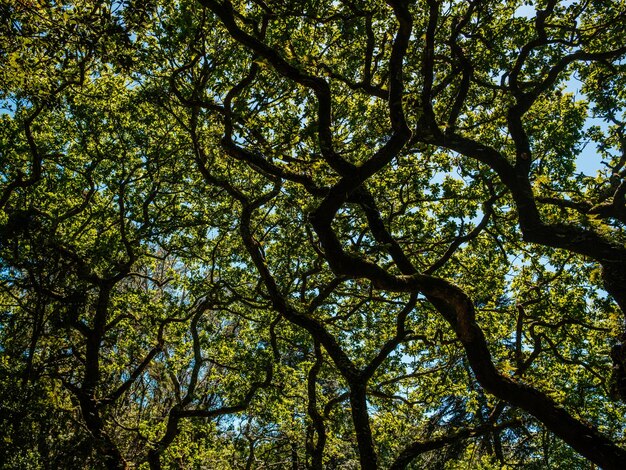 Photo vue à bas angle des arbres contre le ciel