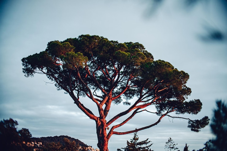 Photo vue à bas angle des arbres contre le ciel