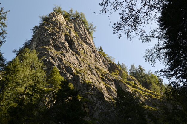 Vue à bas angle des arbres contre le ciel