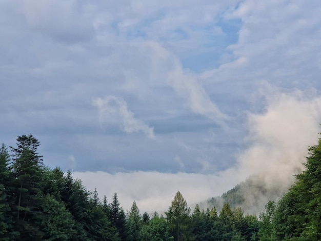 Vue à bas angle des arbres contre le ciel