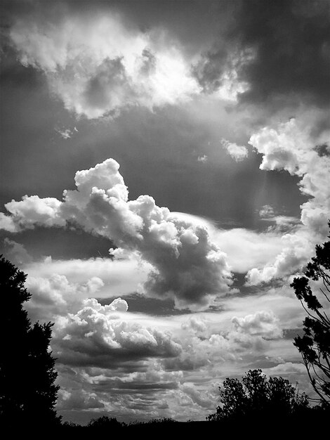 Photo vue à bas angle des arbres contre le ciel