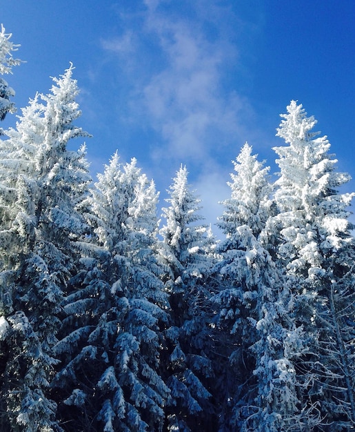 Photo vue à bas angle des arbres couverts de neige contre le ciel bleu