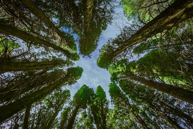 Vue à bas angle des arbres dans la forêt contre le ciel