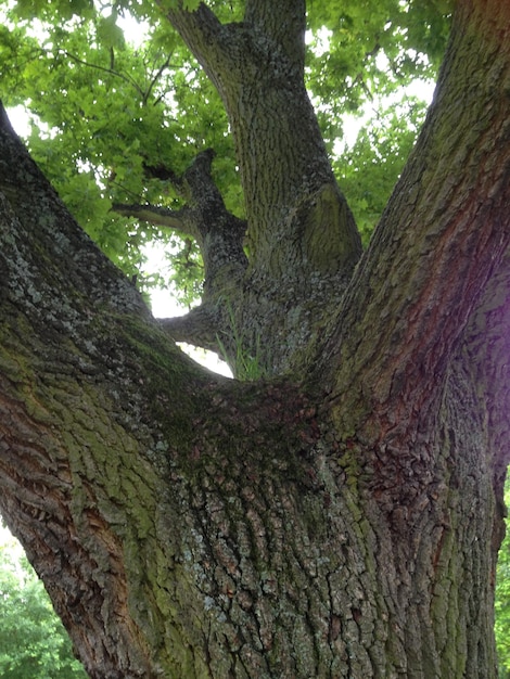 Vue à bas angle des arbres dans la forêt