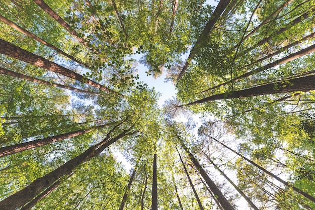 Vue à bas angle des arbres dans la forêt