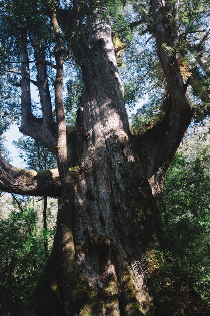 Vue à bas angle des arbres dans la forêt