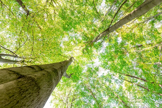 Vue à bas angle des arbres dans la forêt